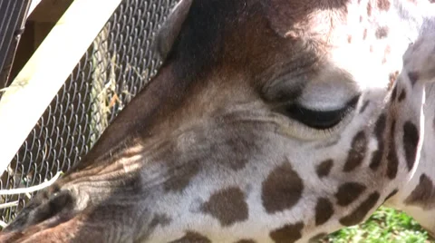 Extreme close up of Giraffe eating 스톡 동영상 28150884