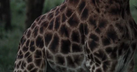 Extreme Close-up Giraffe Skin Patterns In A Zoo Park. Stock Footage 262417469