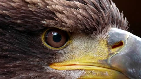 Extreme Close Up Golden Eagle Eye Macro Shot, Portrait Raptor Bird Predator Stock Footage 295160564