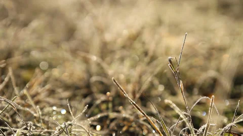 Extreme close up of grass Stock-Footage 36815612