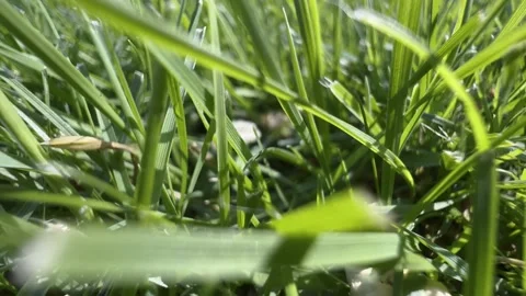 Extreme Close up Grass Stock Footage 205722065