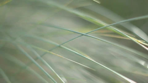 Extreme close up of grass in sunlight Video stock 141055886
