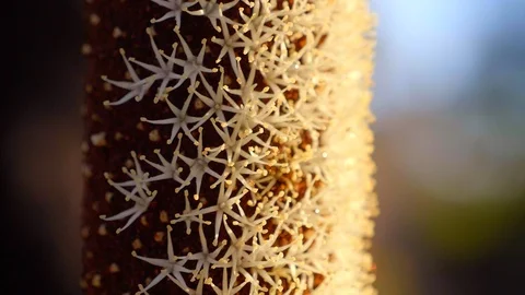 Extreme close up grass tree in flower pan up Stock Footage 119746083