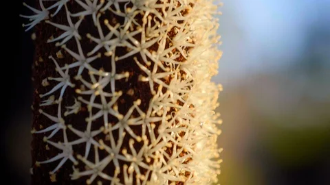 Extreme close up grass tree in flower pan down Video stock 119746414