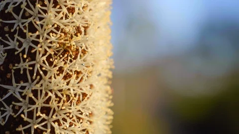 Extreme close up grass tree in flower texture Video stock 119746465