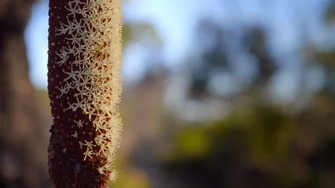 Extreme close up grass tree in flower Stock Footage 119746836