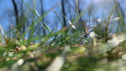 Extreme close up of grass with two dogs playing Stock Footage 170094663