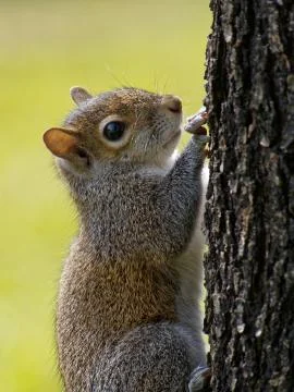 Extreme Close Up Gray Squirrel on Treee Trunk Stock Photos