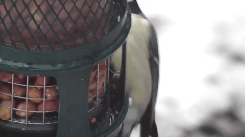 Extreme close-up of a great tit feeding on a modern feeder Stock Footage 92575141
