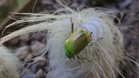 Extreme close-up of a green beetle. Stock Footage 248557993