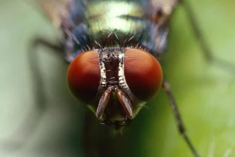 Extreme close-up of a green bottle fly from the front Stock Photos