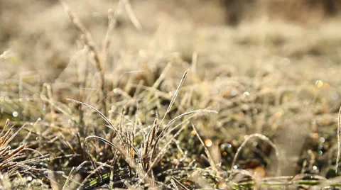 Extreme close up of green grass Stock Footage 36815701