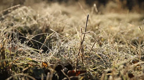 Extreme close up of green grass Stock-Footage 36815787