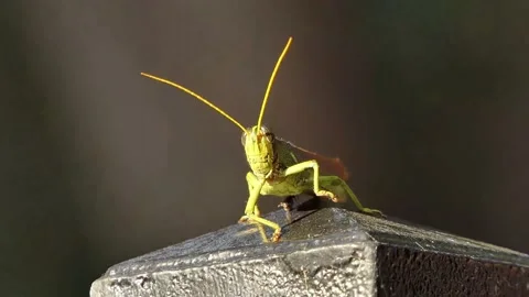 Extreme close-up of green grasshopper exercising, doing a high leg lift Vídeo Stock 168537659