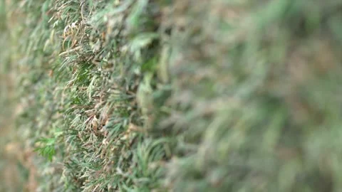 Extreme close up green hedge in spring. Blurred effect. Video stock 153838305
