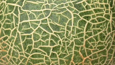 Extreme Close Up Green Netted Melon Skin Texture Macro 4K Stock Footage 323087490