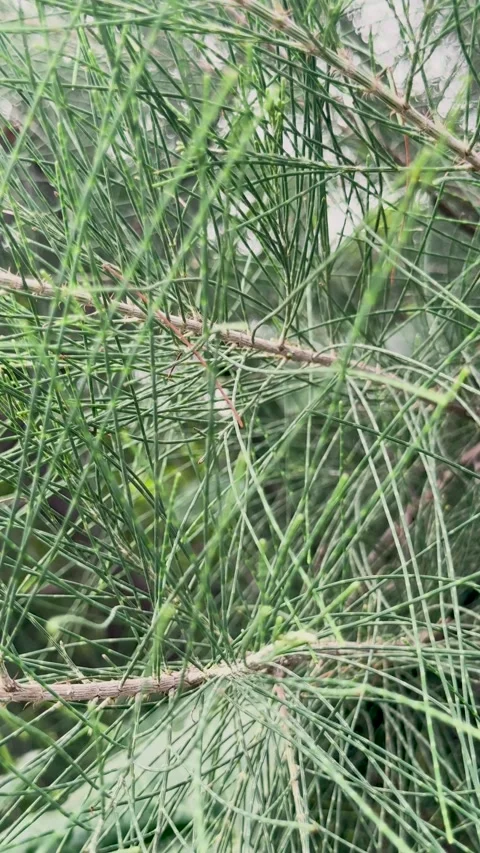 Extreme close up of green pine needle branches swaying gently in a soft out.. Stock Footage 337788538