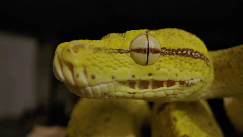 Extreme close up of green tree python Video stock 171139493