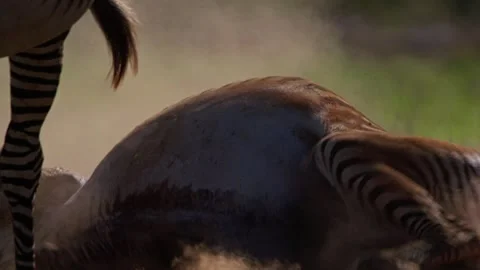 Extreme close up of a Grevy Zebra sand bathing with its herd in Africa Stock Footage 251908239