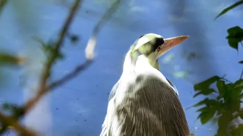 Extreme Close-Up of Grey Heron Facing River Stock Footage 311504210