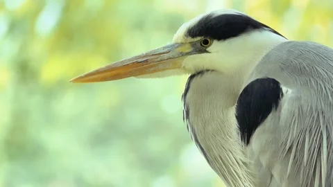 Extreme Close-Up of a Grey Heron in Nature 스톡 동영상 313604462