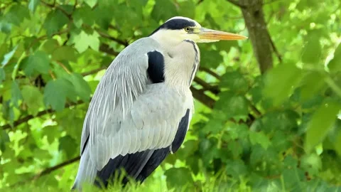 Extreme Close-Up of a Grey Heron in Nature Stock Footage 313604465