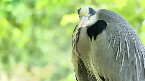 Extreme Close-Up of a Grey Heron in Nature Stock Footage 313604473