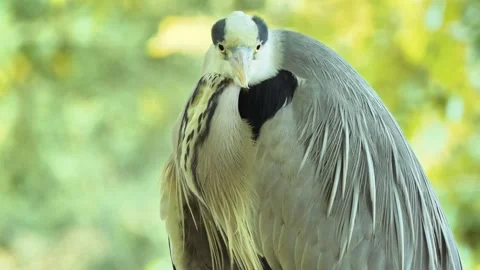 Extreme Close-Up of a Grey Heron in Nature Stock Footage 313604476