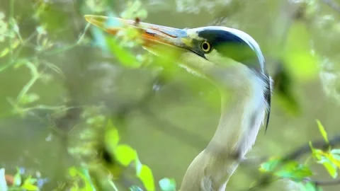 Extreme Close-Up of a Grey Heron in Nature Stock Footage 313604484
