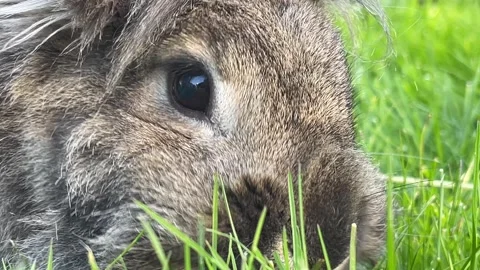 Extreme close up of grey/brown rabbit eating green grass, 4K Stock Footage 309568046