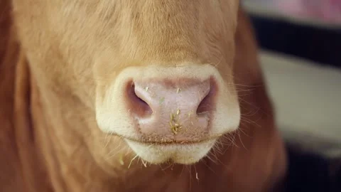 Extreme Close-Up of Hanwoo Bull Muzzle and Pink Nose With Hay While Chewing in Stock Footage 334768322