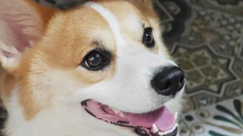 Extreme close up of a happy smiling Welsh Corgi face. Stock Footage 340201591