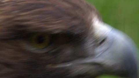 Extreme close-up: Head and face of Golden eagle with brown plumage Stock Footage 335127212