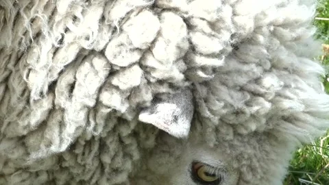 Extreme close-up on a head and fur of white sheep grazes green grass in a farm Video stock 264477005