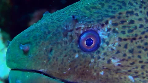 Extreme close-up of the head of a Giant moray peeking out of a burrow in a coral Stock Footage 288039788