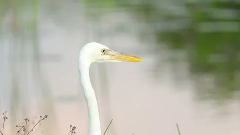 Extreme close up of the head of a great egret at the everglades Stock Footage 201463587