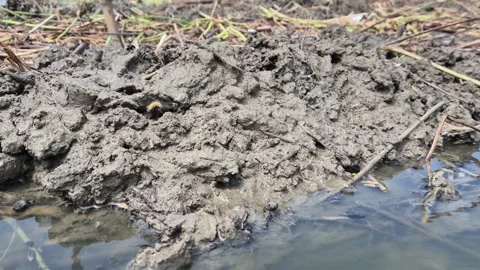 Extreme Close Up Of Heavy Mud Layer Weighting Down Submerged Jute Bundles Stock Footage 340454234