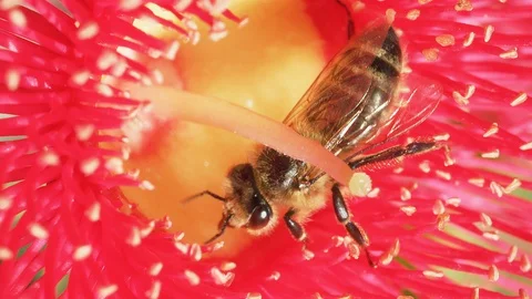 Extreme close up of Honey bee pollinating gum tree flower Stock-Footage 130130080