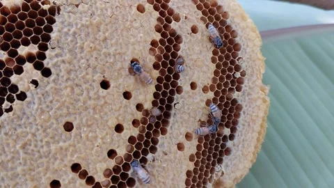 Extreme close up of honey bees crawling on a honeycomb Video stock 335566316