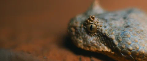 Extreme close up of horned viper moving on the ground. Stock Footage 129109671