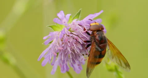 Extreme close up of hornet mimic hoverfly sucking on nectar of scabiosa flower Stock Footage 262647433