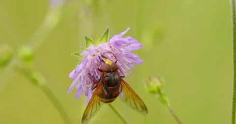 Extreme close up of hornet mimic hoverfly sucking on nectar of lilac flower Stock Footage 262665849