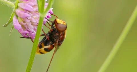 Extreme close up of hornet mimic hoverfly eating a nectar of pink flower Stock Footage 262665964