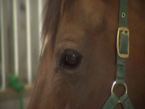 Extreme Close Up of a Horse Blinking Stock Footage 24256530