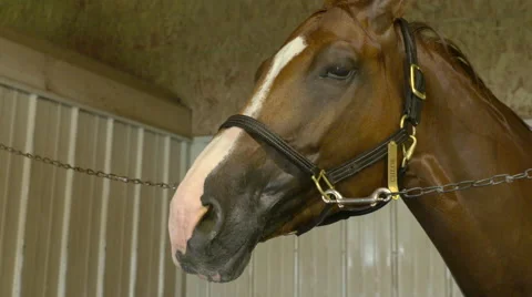 Extreme Close Up of Horse Stock-Footage 67391034