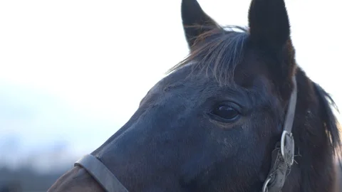 Extreme Close-up horse head Stock Footage 100478271