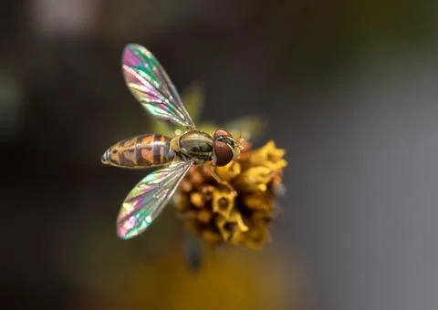 Extreme close up of hoverfly on flower with dark background Stock Photos