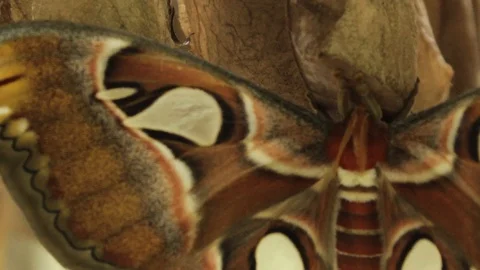 Extreme close up of a huge moth Stock Footage 95821842