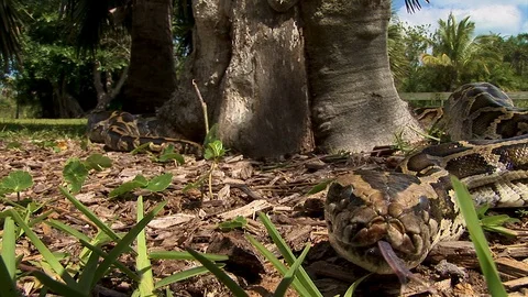 Extreme close up of a huge snake wrapped around a tree and slithering away Stock Footage 125397007