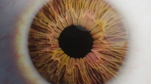Extreme close up human eye iris. Brown Human Eye Dilating And Contracting Stock Footage